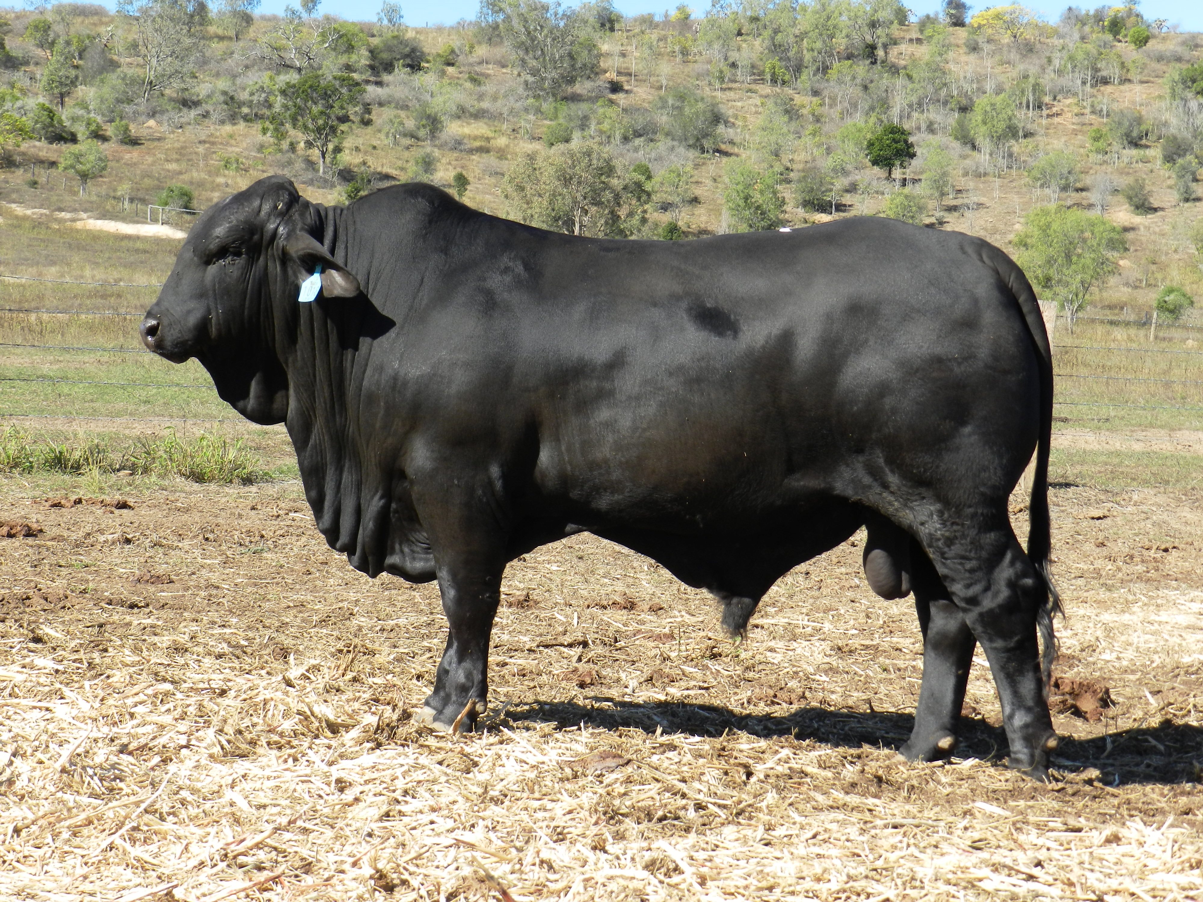 Elara TH 1018 (in 2020)